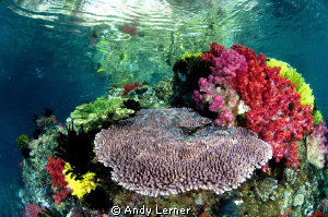 Beautiful shallow reefs near FakFak Indonesia by Andy Lerner 